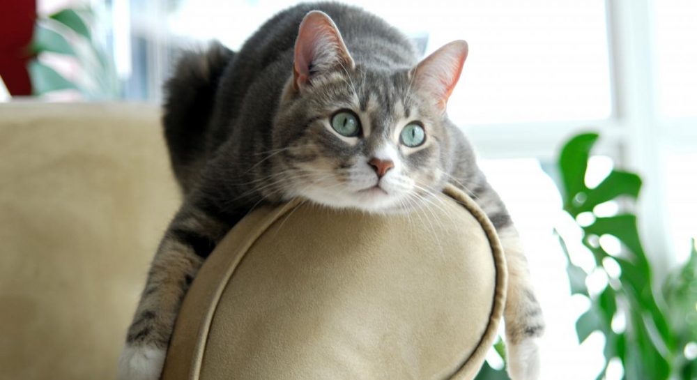 Как отучить кошку царапать обои и мебель - способ, который работает — УНИАН