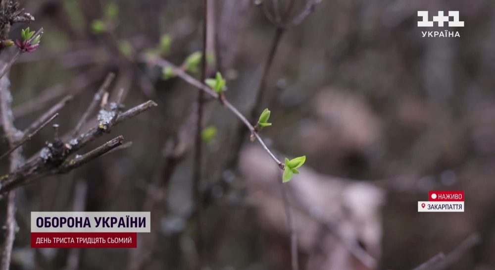 Закарпатье удивило: в регион не по расписанию пришла весна