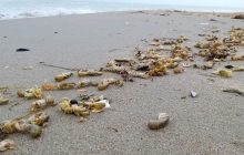 В Одесской области на побережье заповедника шторм выбросил тысячи редких морских кротов