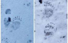 Голодные и агрессивные: в Карпатах из-за аномального потепления проснулись медведи (фото)