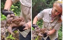 В Австралии нашли самую большую жабу: ядовитый монстр шокировал своими размерами (фото)