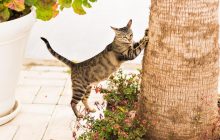 Ученые придумали, как отучить кота царапать мебель