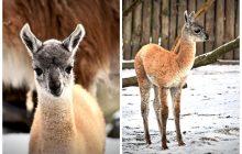 Киевский зоопарк показал милую ламу: малышке всего две недели (фото, видео)