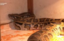 В Купянске оккупанты "смародерили" питона и бросили его в подбитом танке (фото)