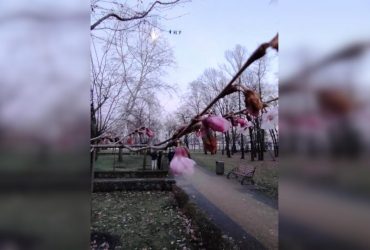 Abnormally warm winter woke up cherry blossoms in Kyiv (photo)