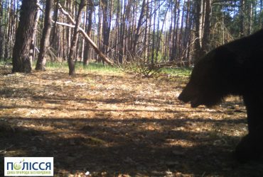 У Чорнобильській зоні знову сфотографували бурого ведмедя (фото)