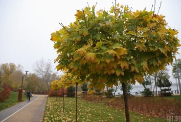 Початок тижня в Києві буде теплим, попереду - похолодання (карта)