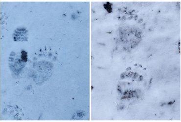 Голодні та агресивні: у Карпатах через аномальне потепління прокинулися ведмеді (фото)