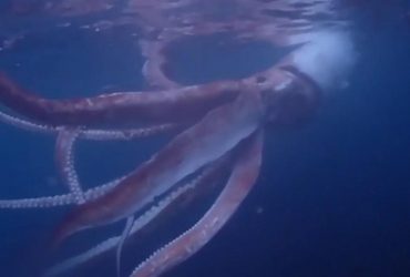 Пара зняла рідкісні кадри гігантського кальмара біля берегів Японії (відео)