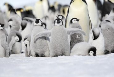 Gli scienziati hanno scoperto una nuova colonia di pinguini in Antartide dopo aver monitorato i loro escrementi dallo spazio