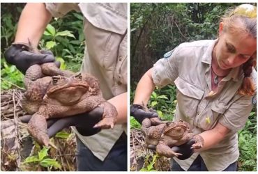 В Австралії знайшли найбільшу жабу: отруйний монстр шокував своїми розмірами (фото)
