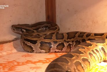 В Куп'янську окупанти змародерили пітона і кинули його в підбитому танку (фото)