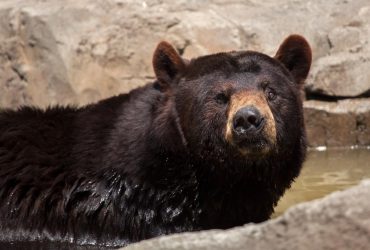 Дослідники знайшли незвичайний зв'язок між сніговою людиною і ведмедями