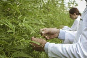 У Таїланді забороняють канабіс після двох років легалізації