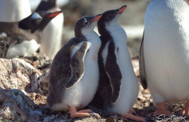 "Які вони вже пузанчики": українські полярники замилували мережу новими фото пінгвіненят