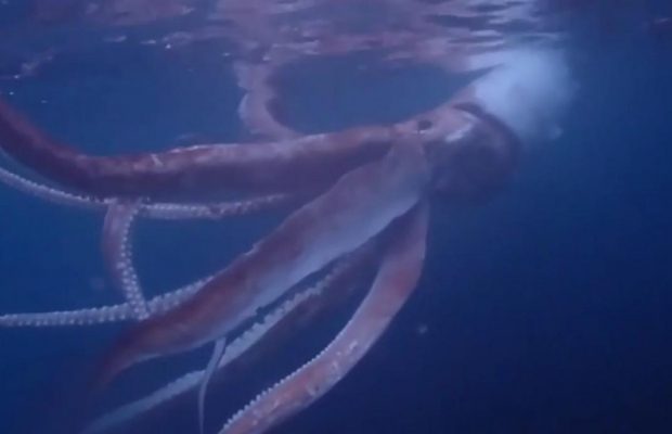 Пара зняла рідкісні кадри гігантського кальмара біля берегів Японії (відео)