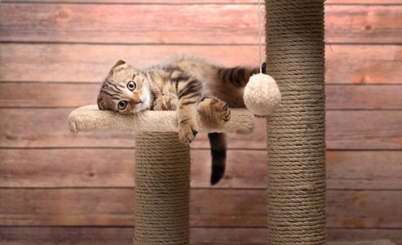 Как отучить кошку царапать обои и мебель - способ, который работает — УНИАН