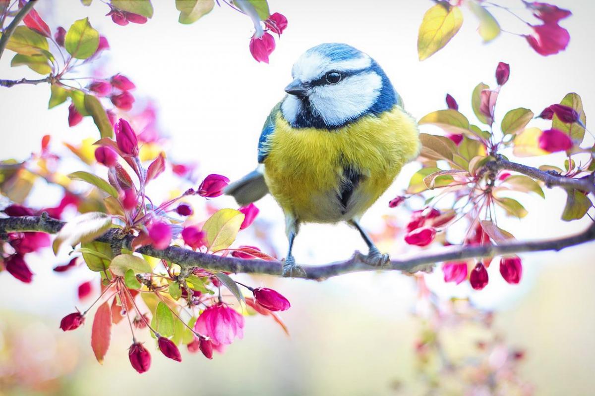 Синоптики розказали, яка погода буде в Україні весною / фото Pixabay, Jill Wellington Синоптики розказали, яка погода буде в Україні весною / фото Pixabay, Jill Wellington