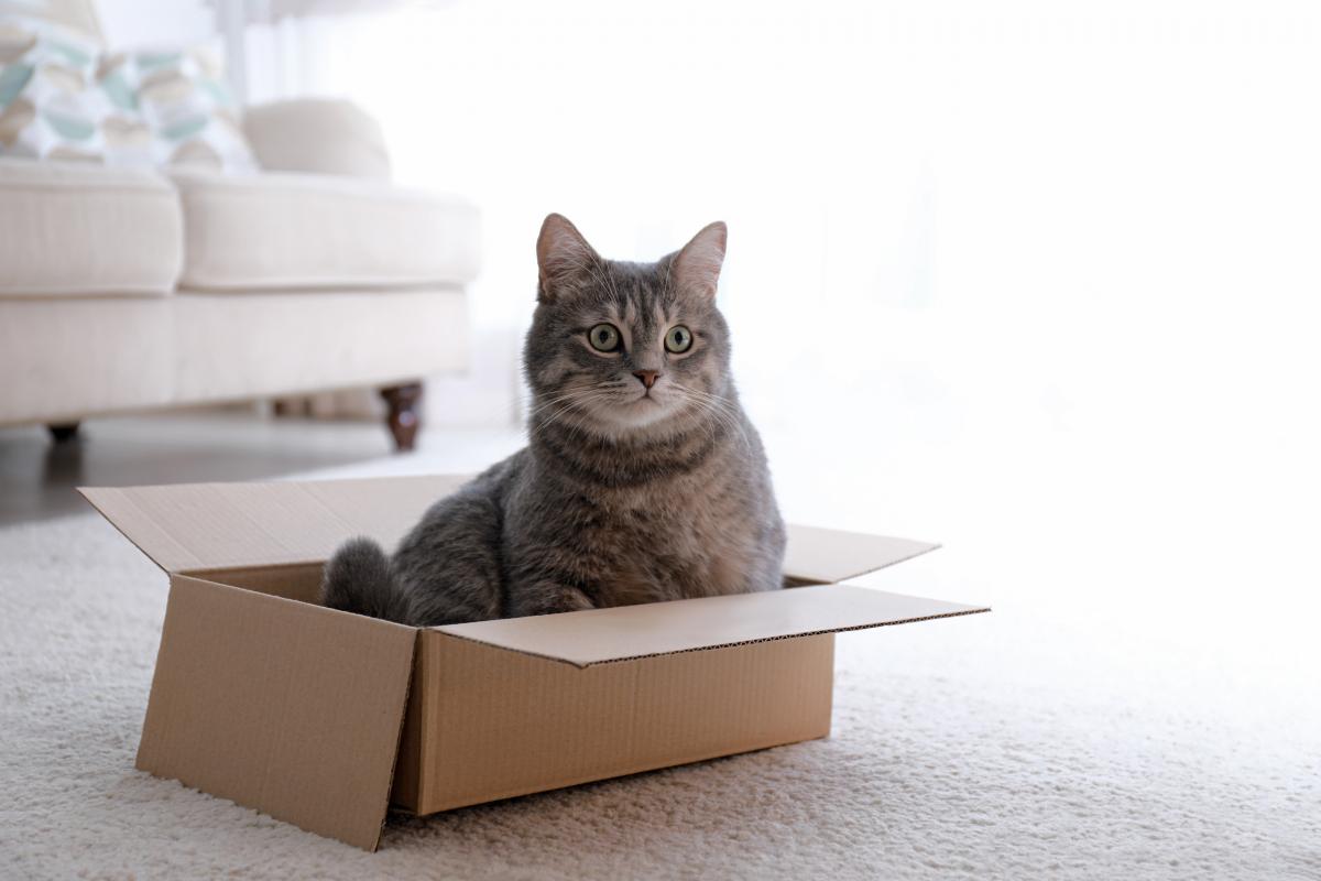 Почему коты любят коробки / фото ua.depositphotos.com