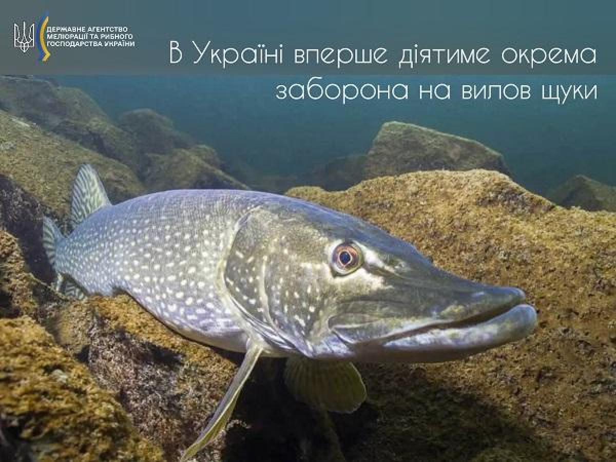 В Украине запретили ловить щуку / фото Государственное агентство мелиорации и рыбного хозяйства В Украине запретили ловить щуку / фото Государственное агентство мелиорации и рыбного хозяйства