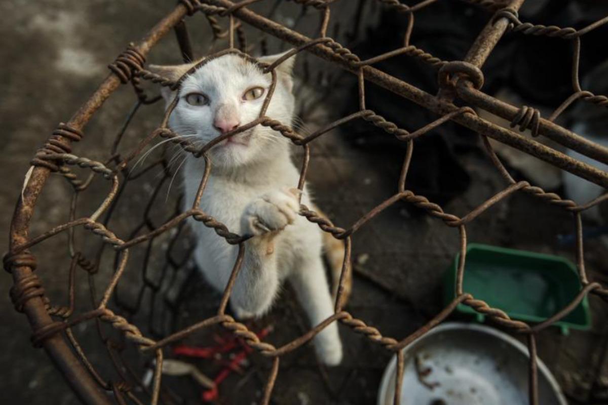 Офицеры изъяли вероятные образцы свежего "собачьего или кошачьего мяса" на проверку / скриншот Офицеры изъяли вероятные образцы свежего "собачьего или кошачьего мяса" на проверку / скриншот