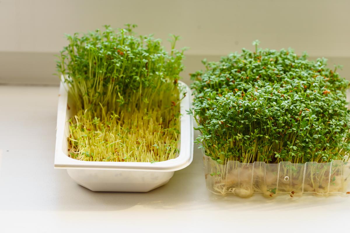 Как вырастить микрозелень дома / depositphotos.com
