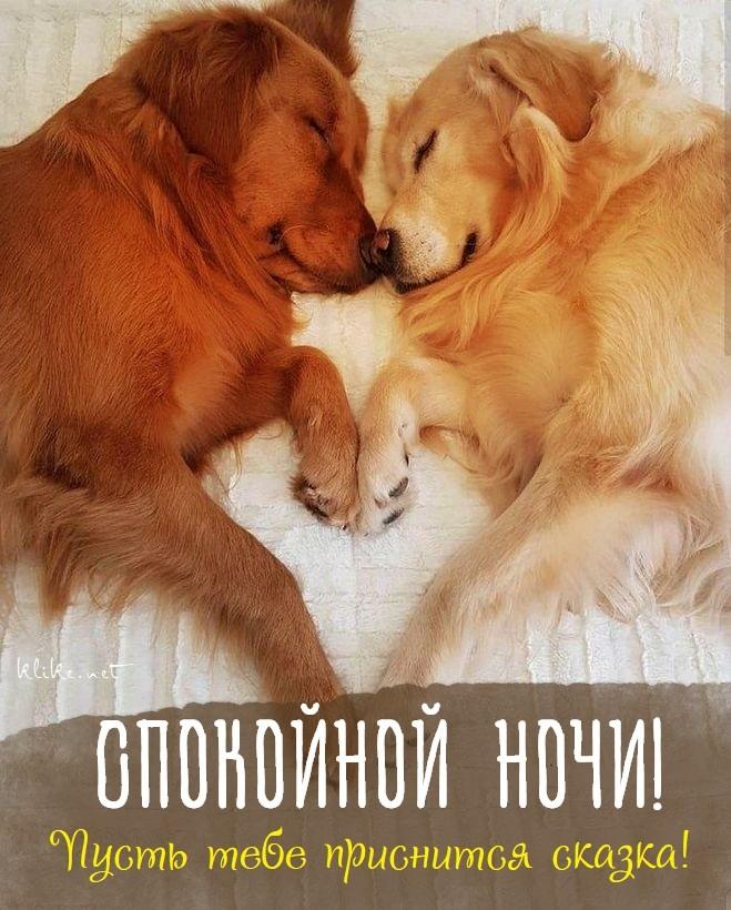 Спокойной ночи картинки / фото bipbap.ru Спокойной ночи картинки / фото bipbap.ru