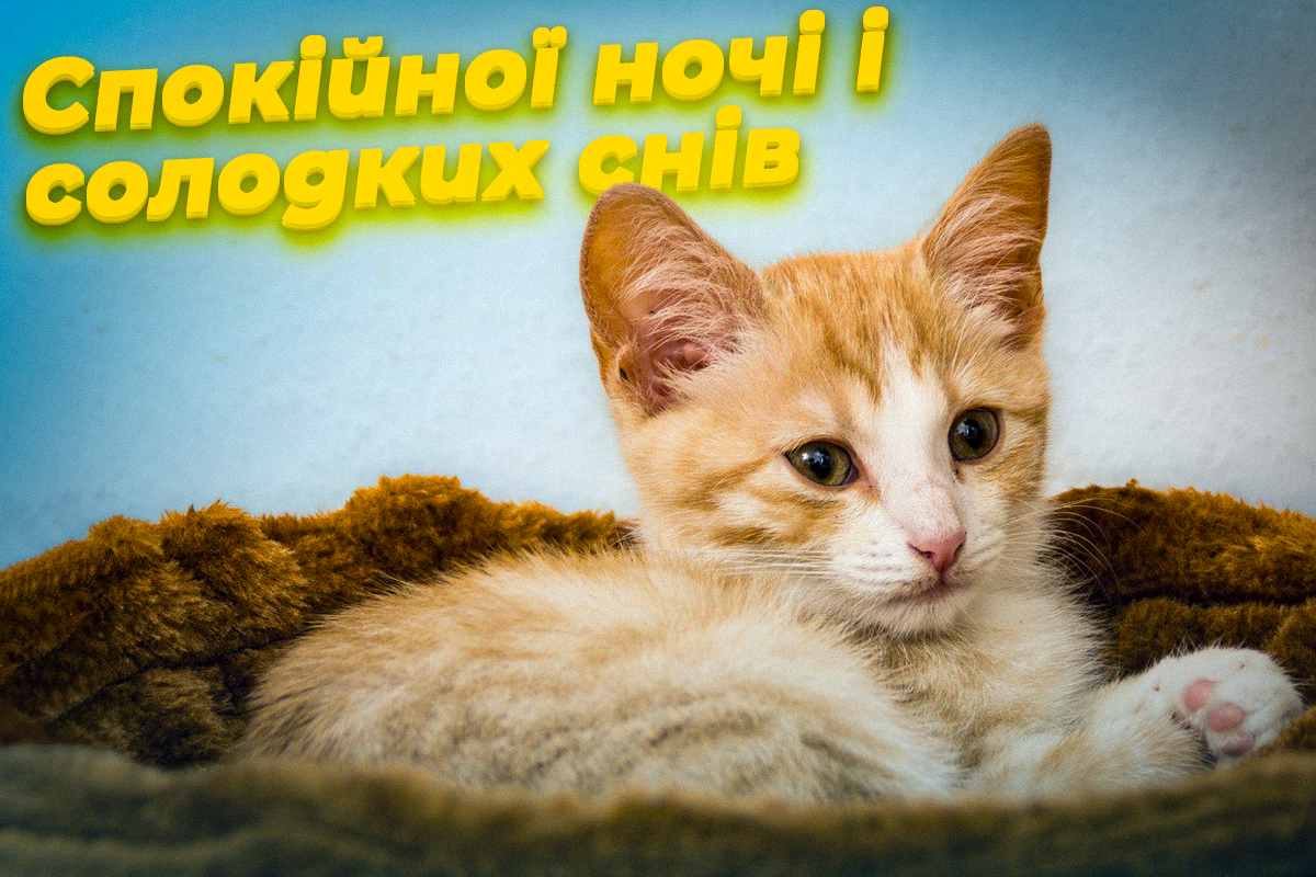 На добраніч картинки / фото pixabay На добраніч картинки / фото pixabay