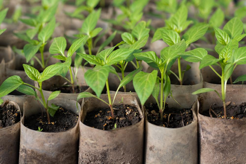 Чем бороться с черной ножкой / фото ua.depositphotos.com Чем бороться с черной ножкой / фото ua.depositphotos.com