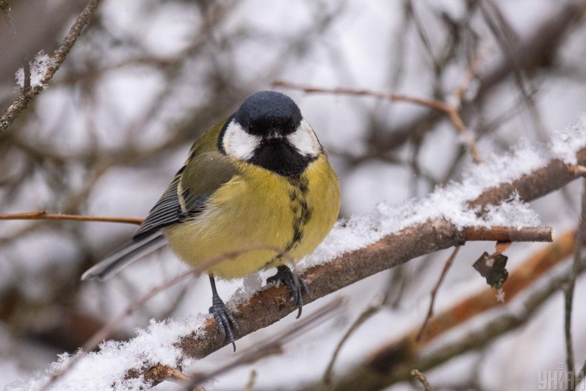 Сегодня в Украине будут осадки и похолодает / фото УНИАН