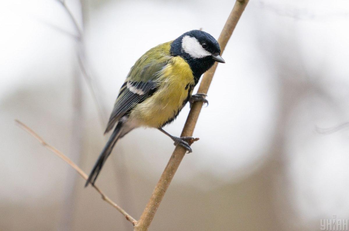 19 грудня в Україні буде переважно тепло, але не по всій країні / фото УНІАН