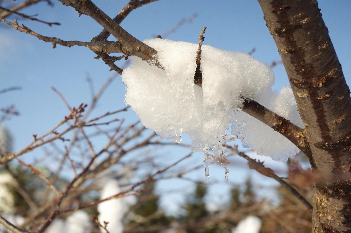 4 лютого українці відчують перші прояви потепління, - синоптикиня Діденко