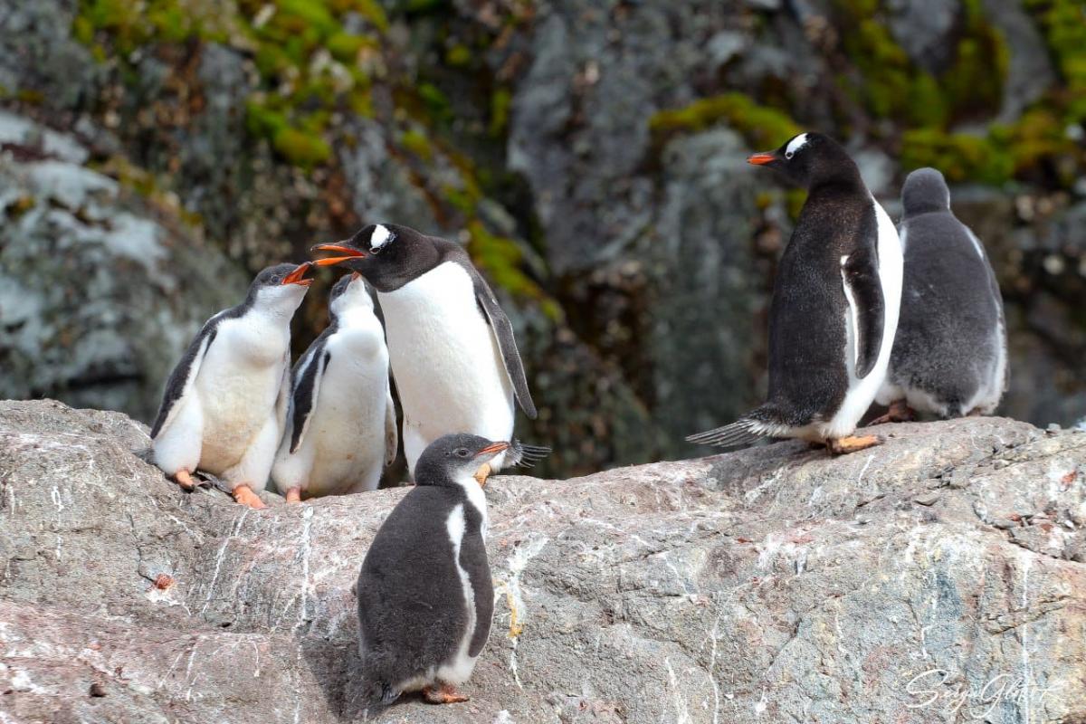 Трехмесячные малыши субантарктических пингвинов / фото facebook.com/AntarcticCenter (Сергей Глотов)