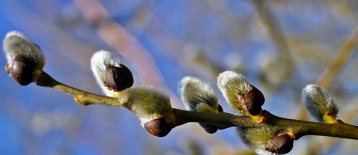 Яке сьогодні свято 13 квітня / фото pixabay.com Яке сьогодні свято 13 квітня / фото pixabay.com