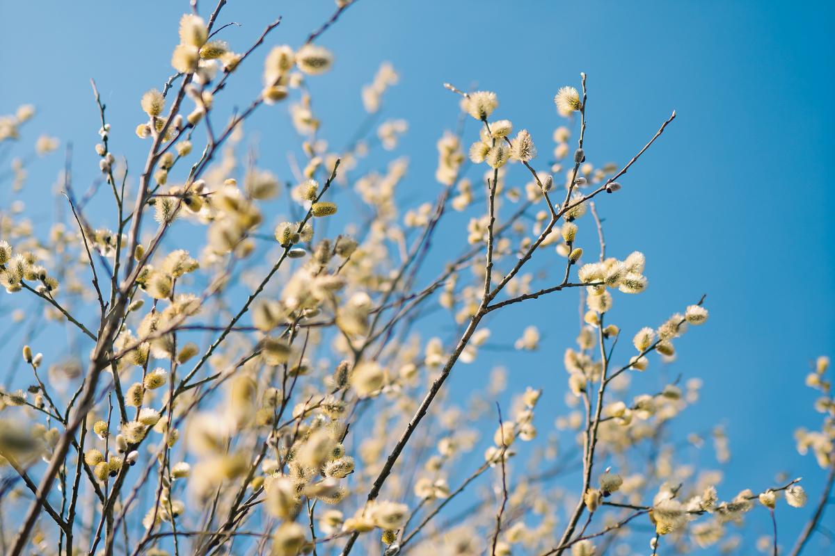 Первый день весны 1 марта / pixabay.com Первый день весны 1 марта / pixabay.com