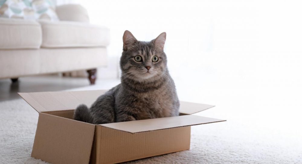 Почему коты любят сидеть в пакетах - неожиданное объяснение — УНИАН