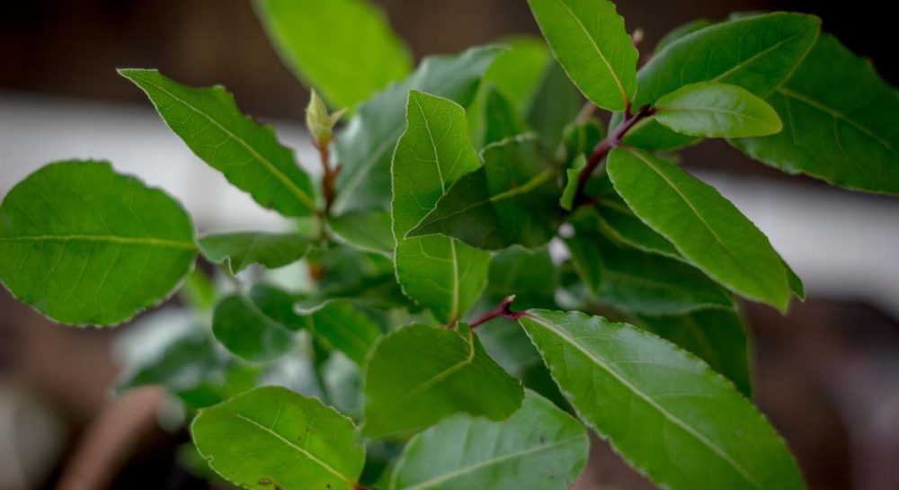 Как вырастить лавровое дерево в домашних условиях | GreenMarket