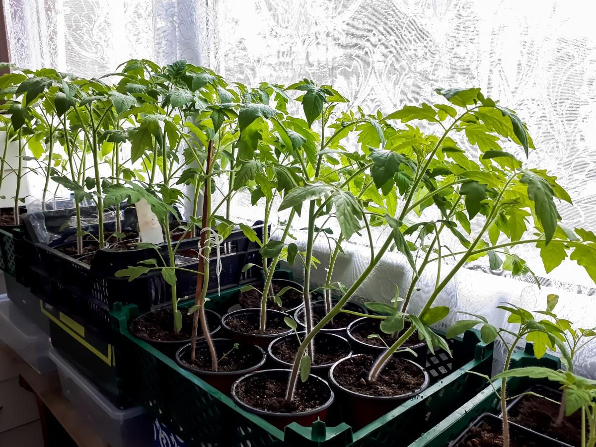 Рассада томатов тонкая и слабая - чем подкормить растения — УНИАН