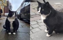 Гладкий котик став найпопулярнішою туристичною локацією в польському місті