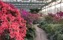 Сохранили уникальную коллекцию в войну: в киевском ботсаду сезон азалий (фоторепортаж)