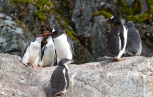 Пінгвіни в яслах: українські полярники замилували мережу фото тримісячних пташенят