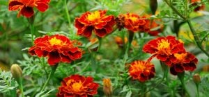 Жодних шкідників і гарний урожай: 23 рослини, біля яких варто посадити чорнобривці