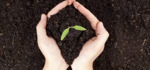 Родючість збільшиться у 2 рази: ось що потрібно розсипати на городі замість гною