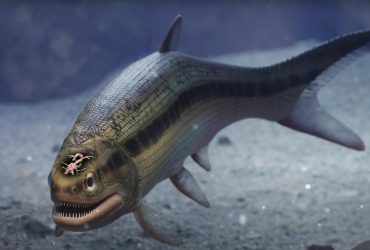 Вчений випадково виявив найдавніший мозок риби (фото)