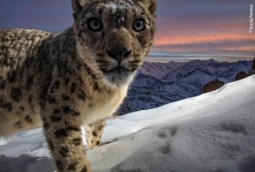 Победитель Wildlife Photographer of the Year по версии читателей