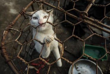 Смертельний пташиний грип косить котів: у Польщі – летальні випадки