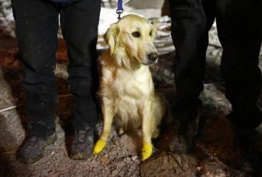 В Туреччині поранений собака врятував п'ятьох людей (фото)