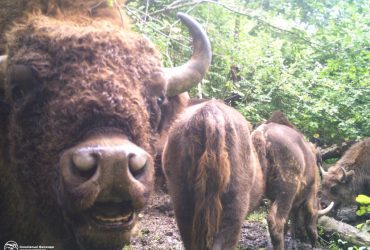 Попали в фотоловушку: 10 самых забавных фотографий с животными из карпатских лесов