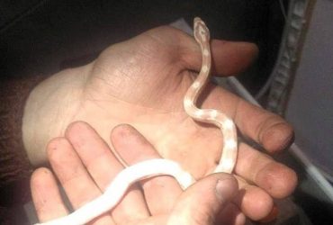 У Києві змію знайшли в пральній машинці (фото)