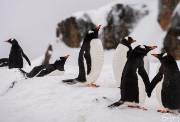 Антарктические воришки: украинские ученые объяснили, почему пингвины воруют камни